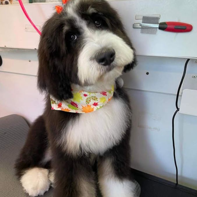 Bernedoodle puppy grooming