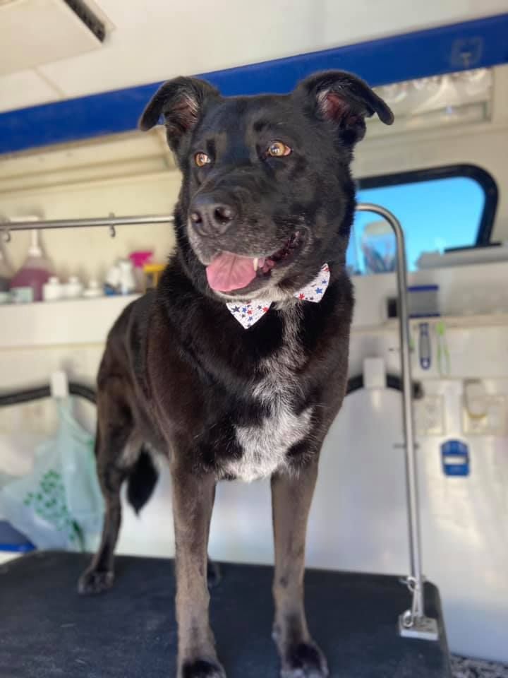 Black dog with bow tie after grooming