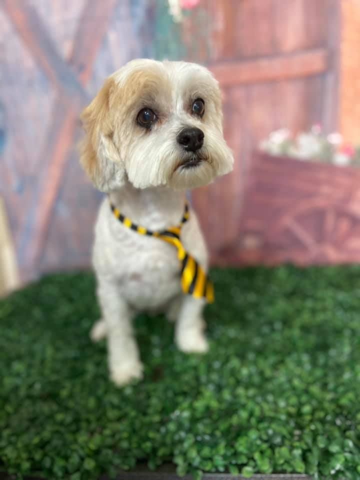 Cavapoo with groomed haircut