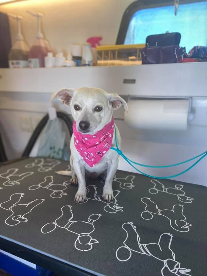 Small dog grooming session