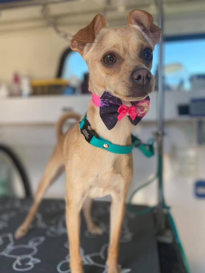 Chihuahua with sparkly bow tie