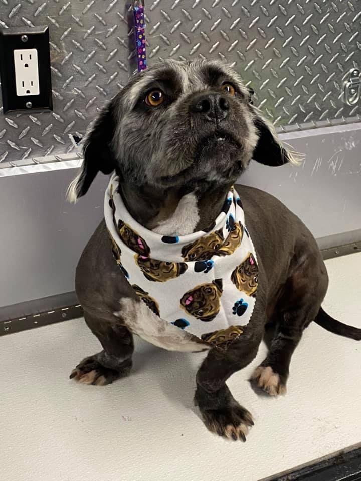 Groomed dog with bandana at Beauty Box For Paws