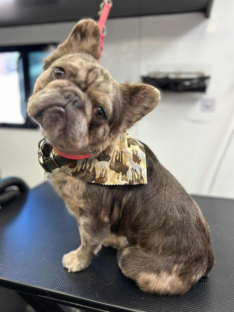 French Bulldog on grooming table