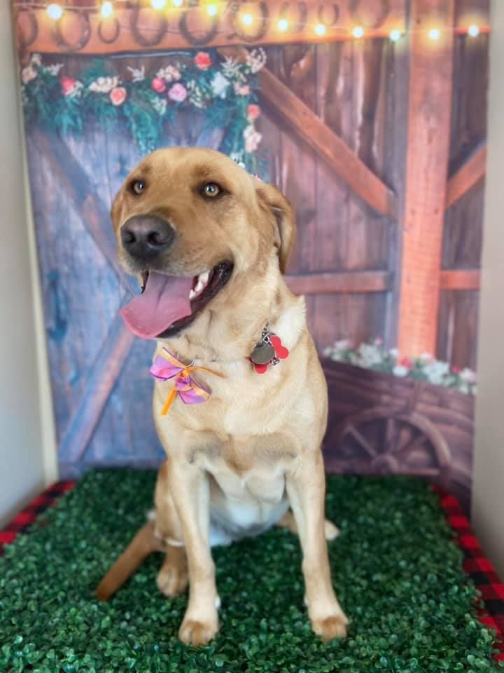 Lab mix after professional grooming