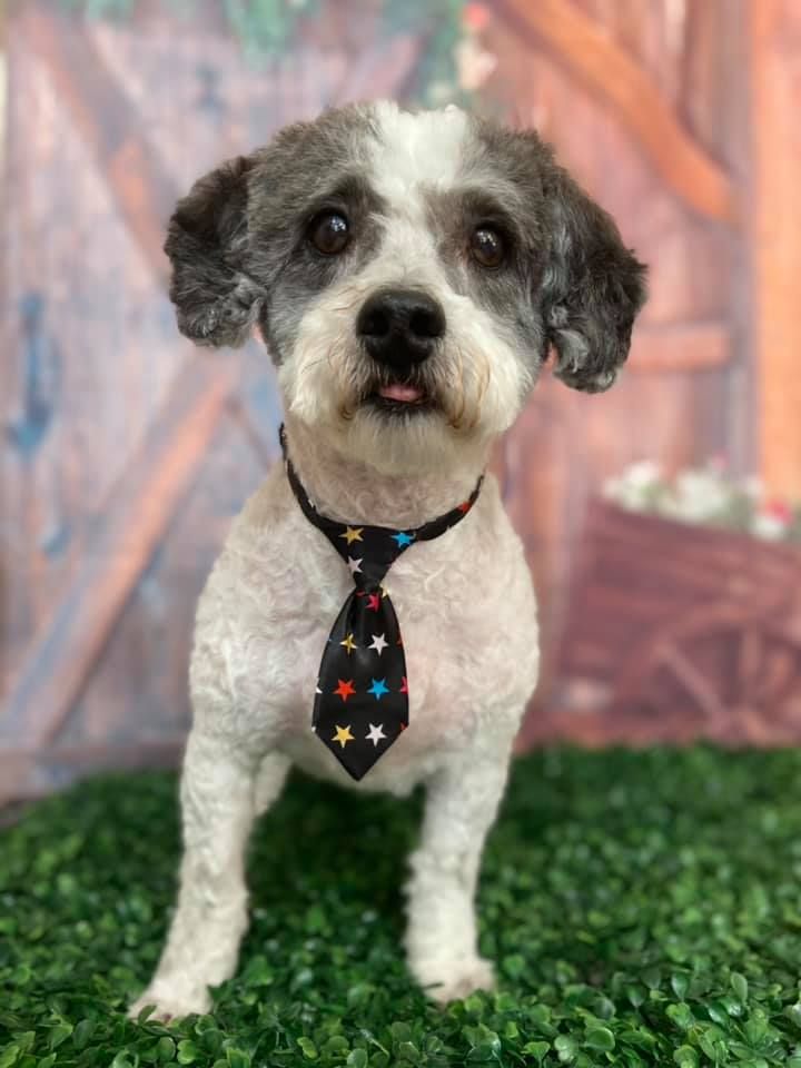 Schnauzer mix with stylish tie