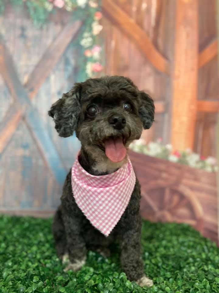 Poodle mix after grooming