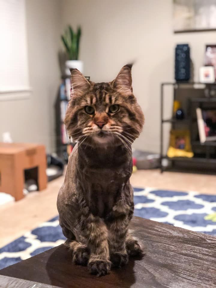 Beautiful tabby cat after professional grooming
