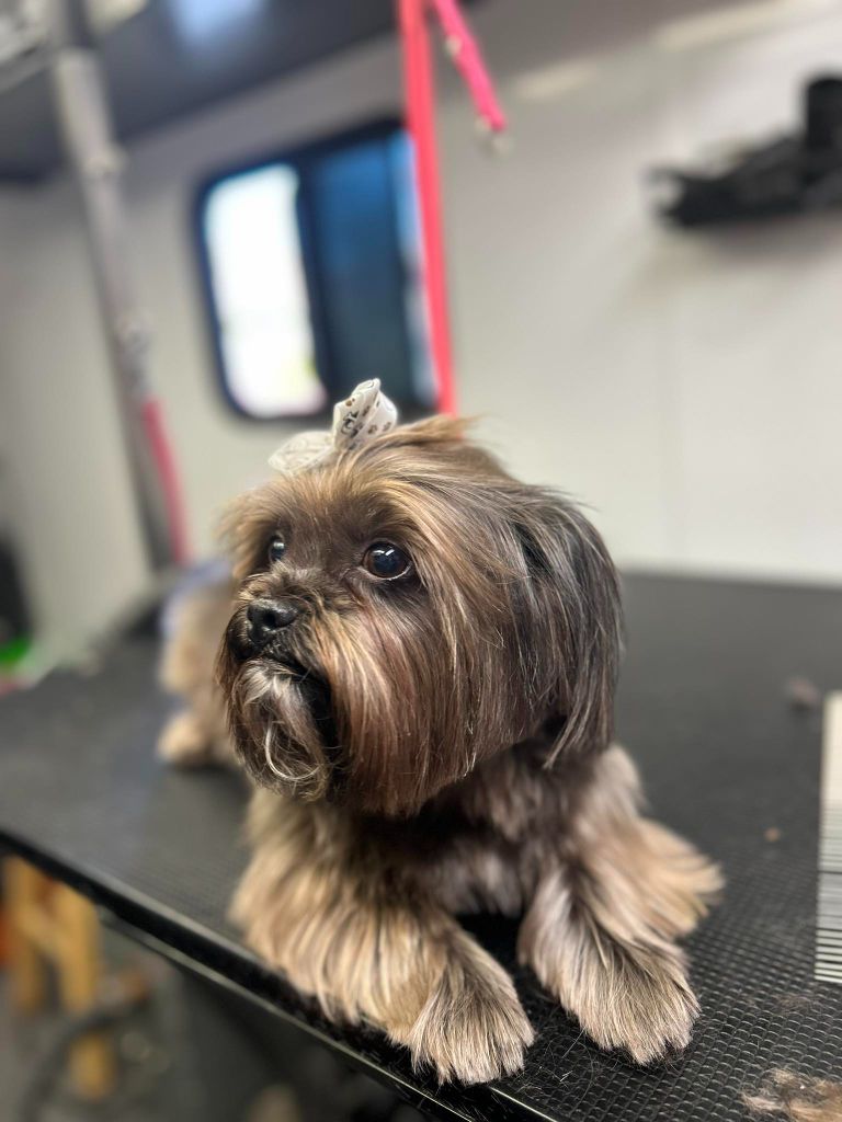 Yorkie with stylish top knot