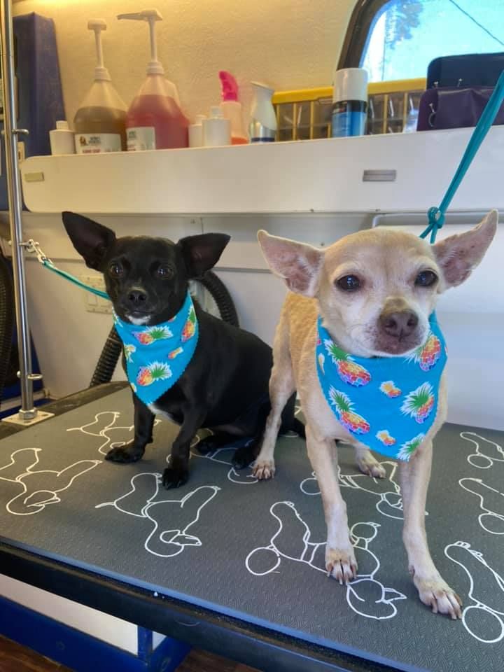 Two chihuahuas with matching bandanas