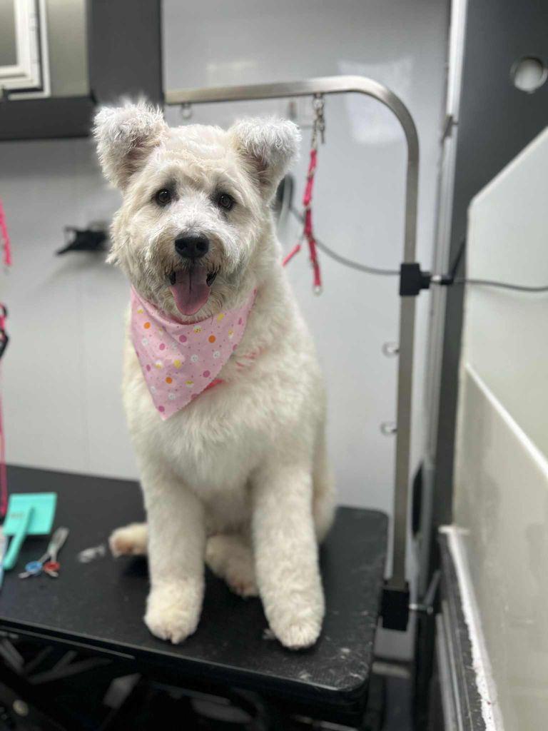 Large mix breed dog after full groom